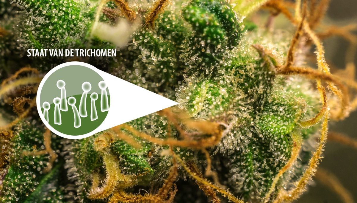 Wat is het beste moment om zelfbloeiende Cannabis te oogsten?: Trichomen Wat is het beste moment om zelfbloeiende Cannabis te oogsten?: Trichomen