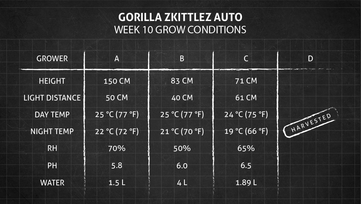 Gorilla Z Auto cannabis strain: week 10 grow conditions