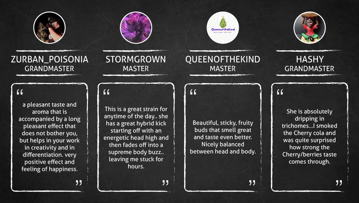 Cherry Cola Auto cannabis strain: smoke report