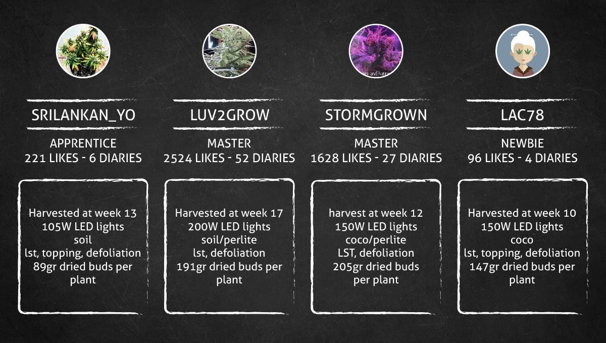 Amnesia Z Auto cannabis strain: outcome comparison
