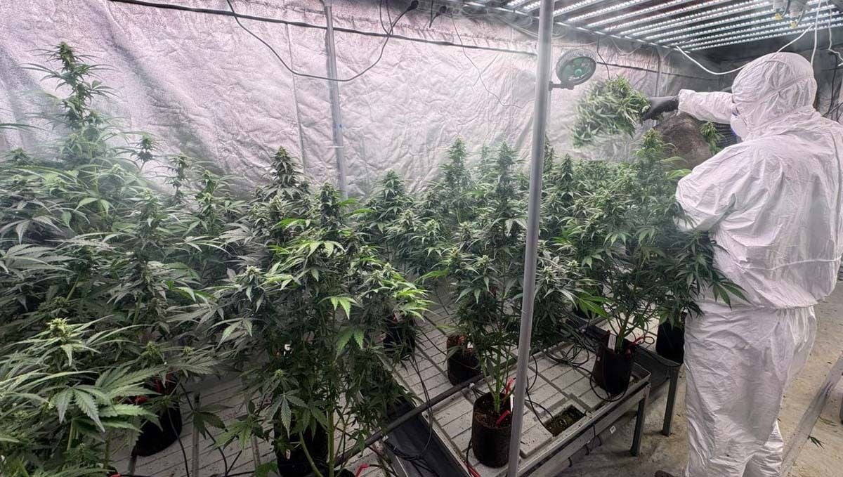 Pollination of Amnesia Haze