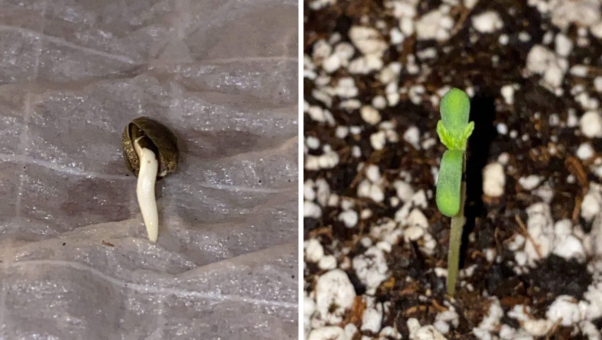 Pineapple Express Auto cannabis strain: germination and seedling stage | week 1 | a seed with a taproot showing and a 1-day-old sprout