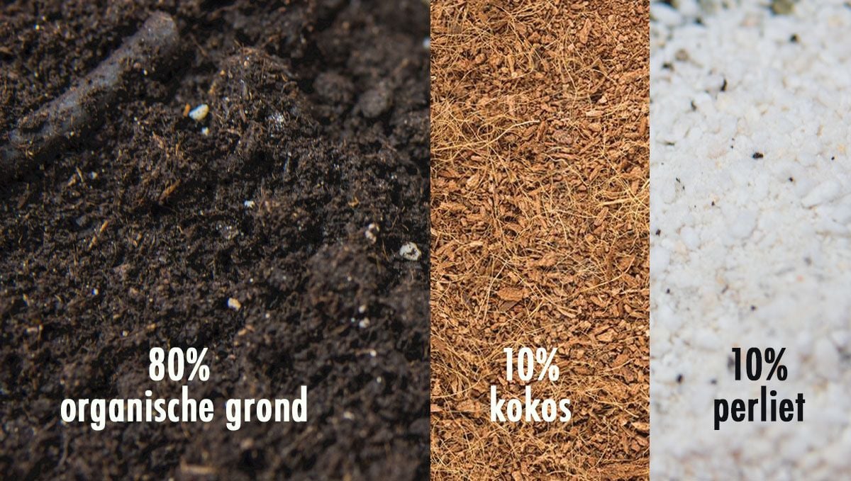 Welke grond is het beste voor zelfbloeiende cannabis?: De beste grondmix voor beginnende kwekers Welke grond is het beste voor zelfbloeiende cannabis?: De beste grondmix voor beginnende kwekers