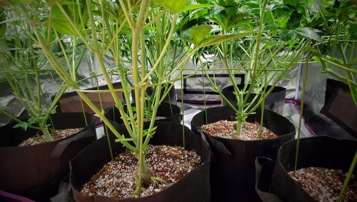 Super Lemon Haze Auto cannabis strain: early flower | weeks 6-7 | the bottom parts of several autos grown in an indoor tent with foliage and bud sites lollipopped