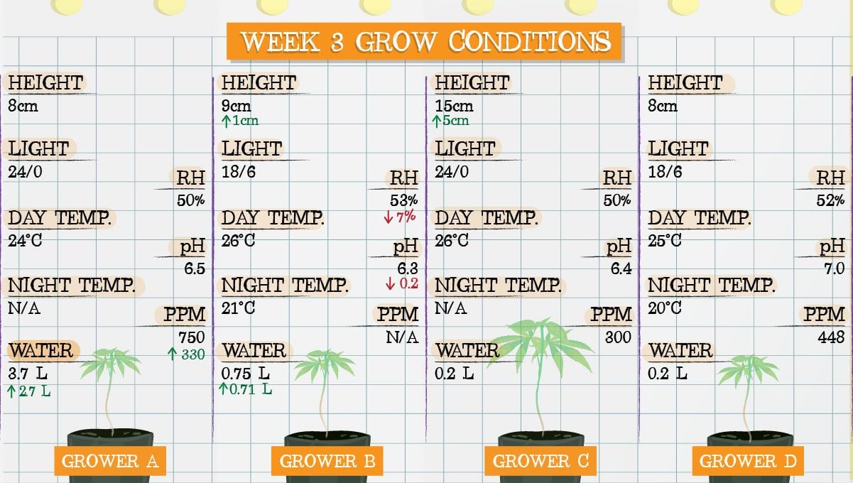 Gelato Auto Cannabis Strain Week-by-Week Guide: Grow conditions in week 3