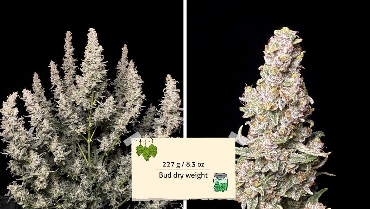 Gorilla Punch Auto cannabis strain: yield | a plant ready for harvest, the same plant trimmed and weighed, and a couple of its dried branches with sticky buds