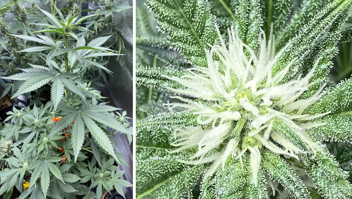 Cherry Cola Auto cannabis strain: early flower | weeks 6-7 | flowering stretch and first trichomes