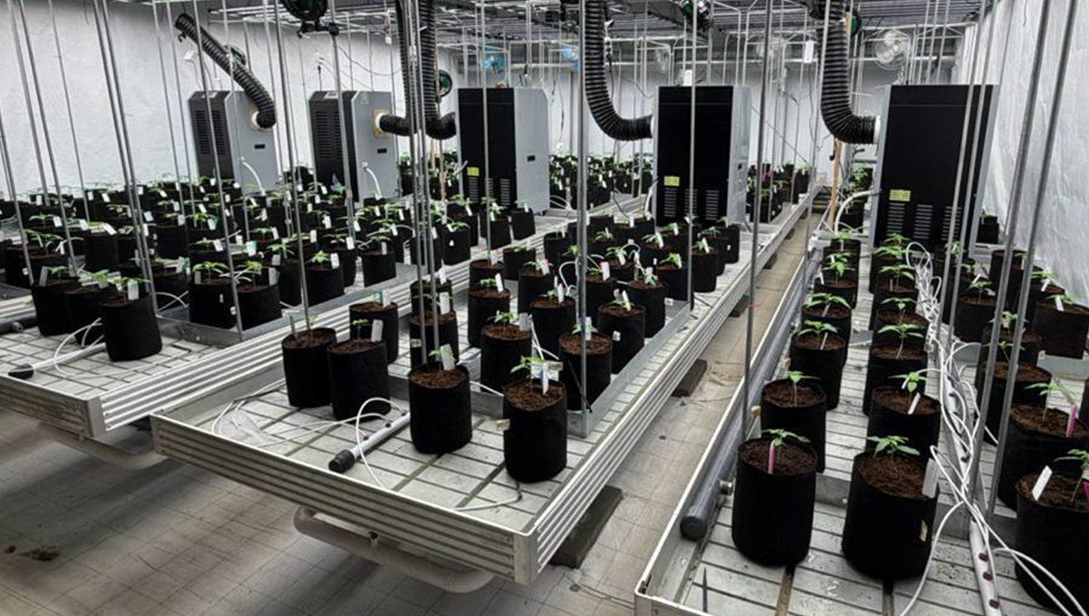 Storskalig testning av autoflower