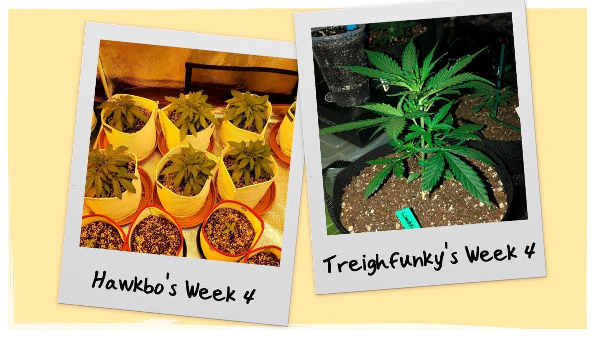 Wedding Cheesecake Grow Progress - Week 4