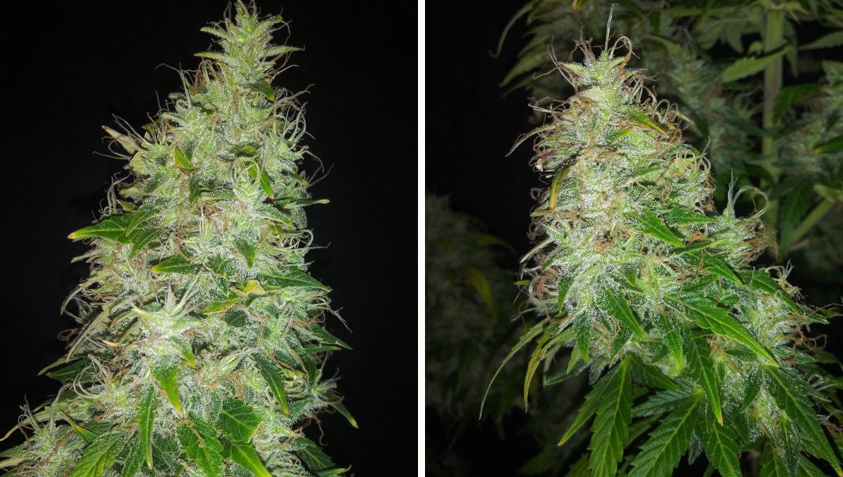 Critical Auto Cannabis Strain Week-by-Week Guide: Massive maturing colas, very resinous but with most of the pistils still white