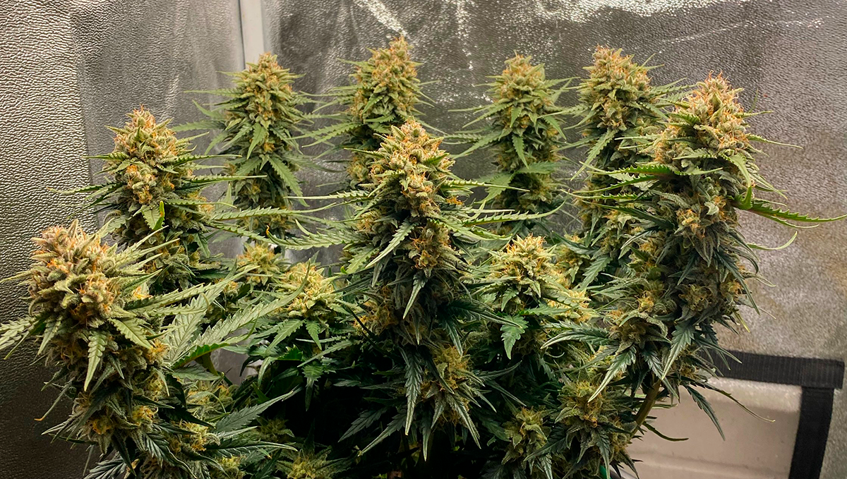 10 Best Strains for Female Arousal in 2022 Fast Buds