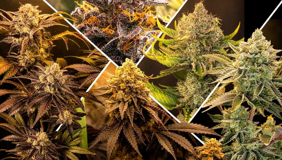 What Makes a Strain Great for Greenhouses? What Makes a Strain Great for Greenhouses?