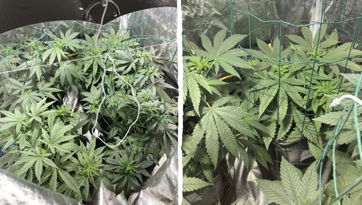 Dos-si-dos cannabis strain week-by-week guide: vegetative stage week 2
