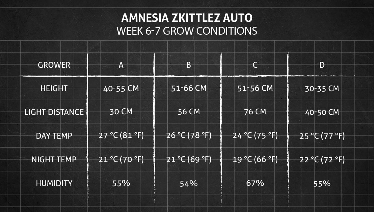 Amnesia Z Auto cannabis strain: weeks 6-7 grow conditions