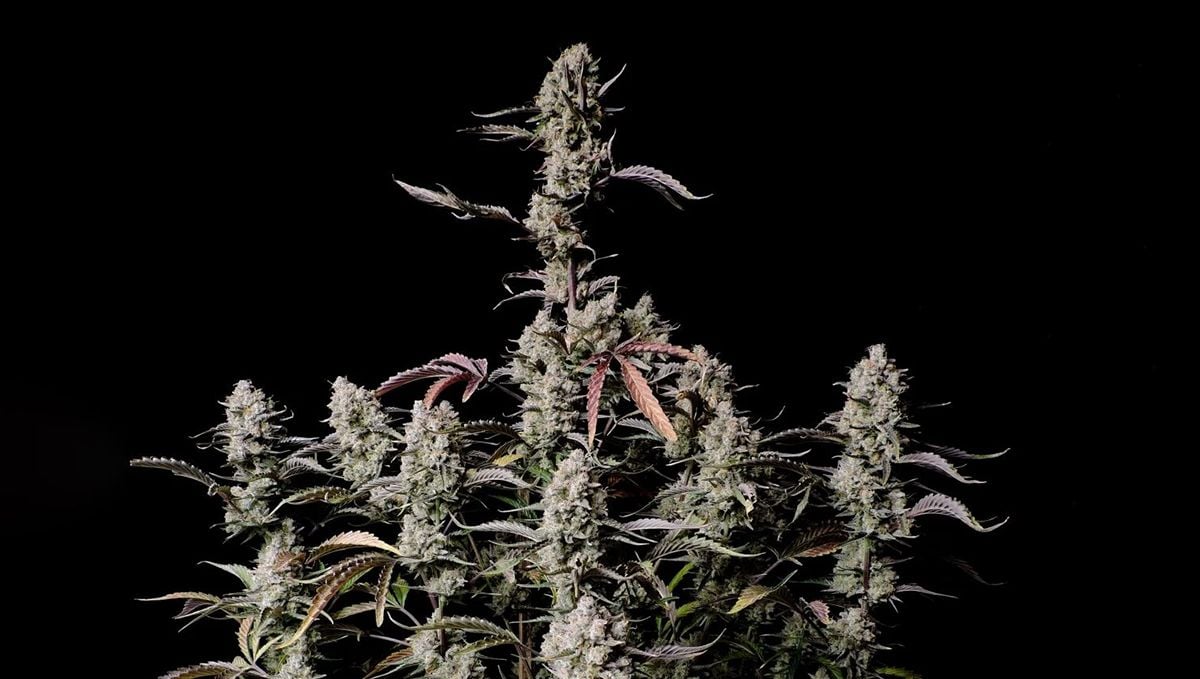 Top 5 best indoor autoflower strains: Gorilla Z Auto Top 5 best indoor autoflower strains: Gorilla Z Auto