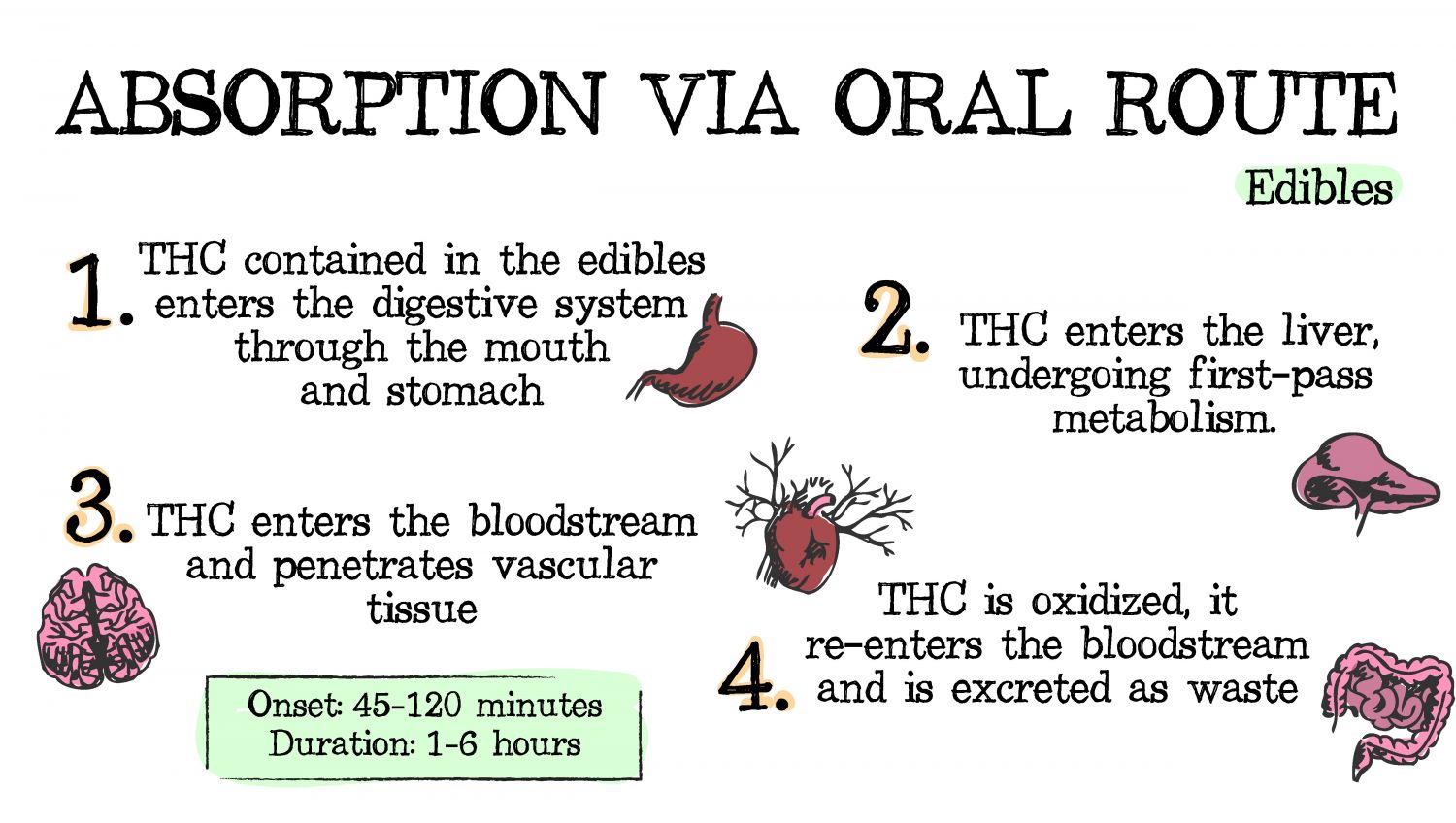 How cannabis can be absorbed: oral route