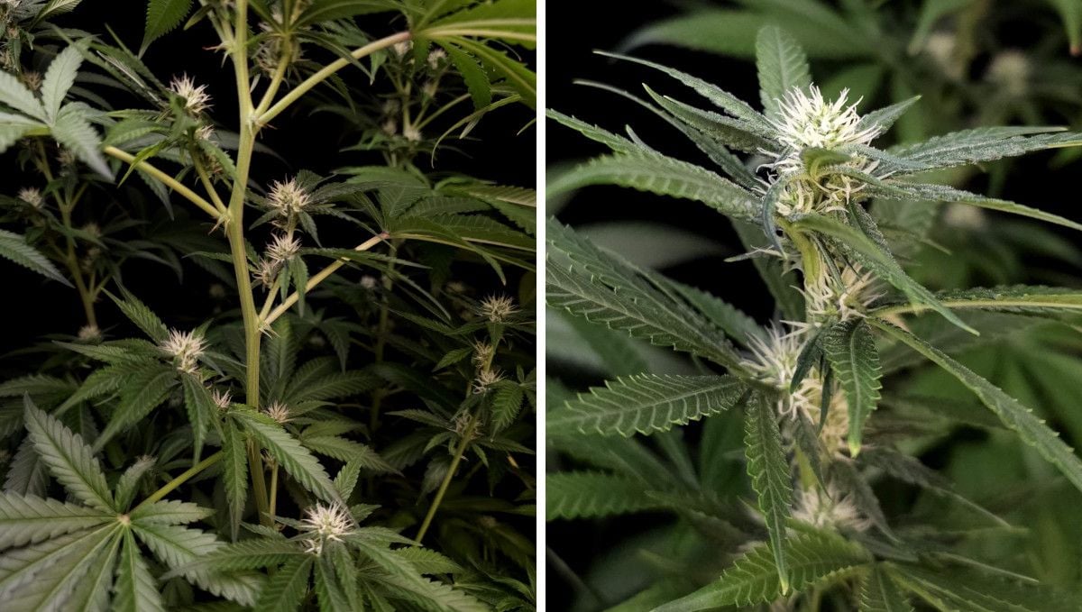 Tropicana Cookies FF cannabis strain: early flower | weeks 8-9 | a long, stretchy branch and the first tiny flowers forming at the middle nodes and on top