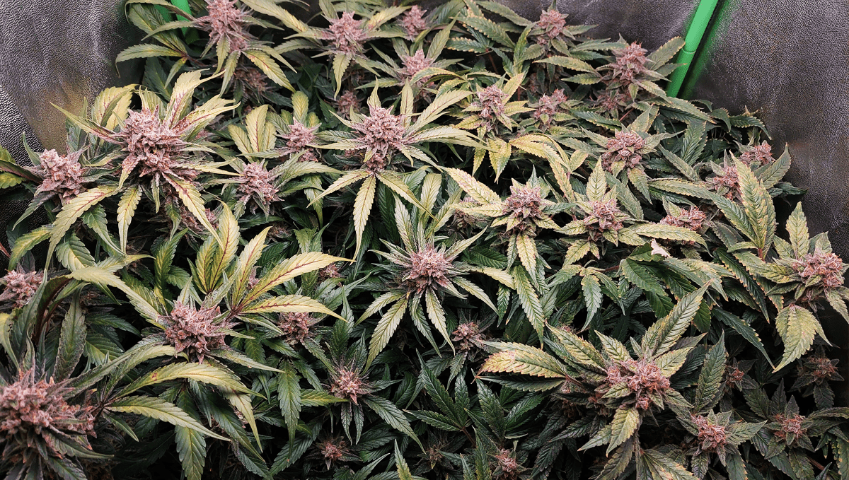 Top 5 neue automatische Cannabissorten: Gorilla Z Auto