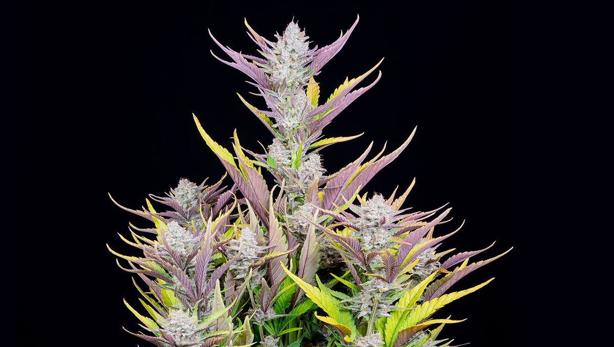 Top 10 Best Outdoor Autoflower Seeds UK 2024: Wedding glue auto