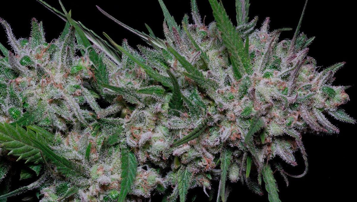 Girl Scout Cookies Auto Strain History