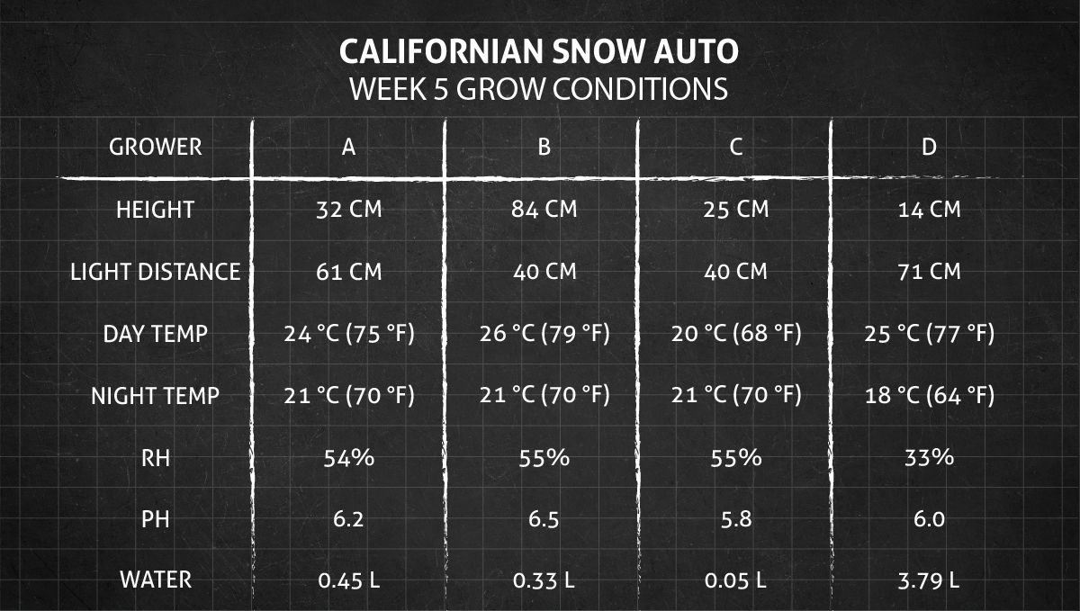 Californian Snow Auto cannabis strain: week 5 grow conditions
