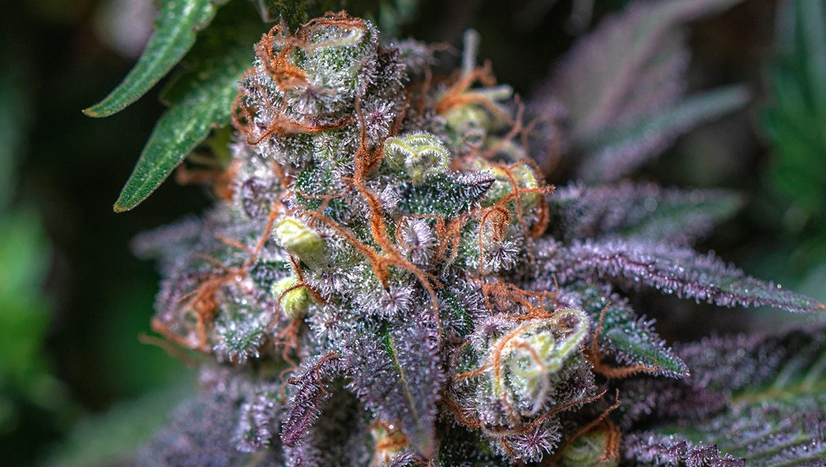 15 Best Strains for Male Arousal in 2022 Fast Buds