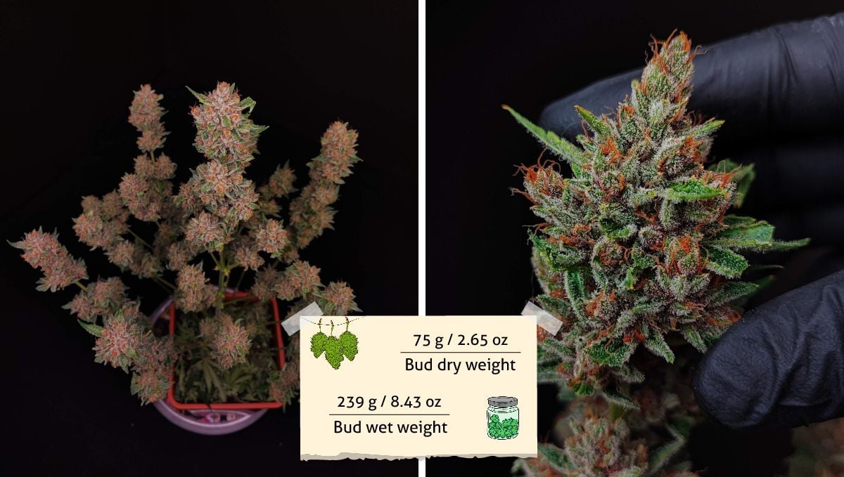 Tropicana Cookies Auto cannabis strain outcome: a marijuana plant after a pre-harvest trim and a gloved hand holding one of its buds