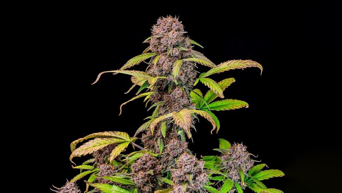 Top 5 best indoor autoflower strains: lemon cherry cookies auto Top 5 best indoor autoflower strains: lemon cherry cookies auto