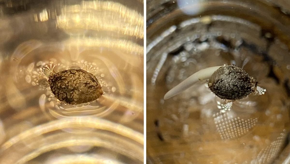 Cherry Cola Auto cannabis strain: germination and seedling stage | week 1 | the glass-of-water method