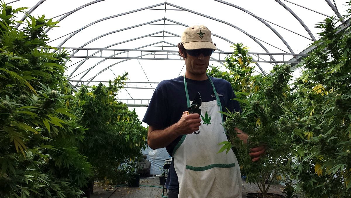 Sasha working in a greenhouse. Sasha working in a greenhouse.