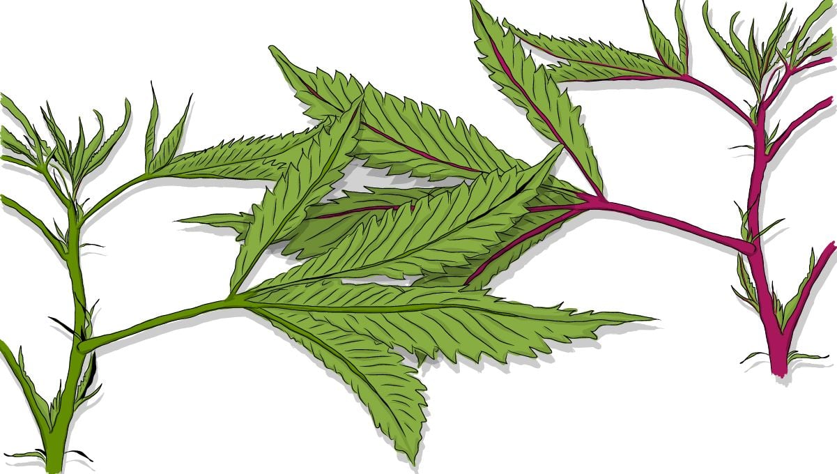 Листья и стебли конопли вредное воздействие марихуаны