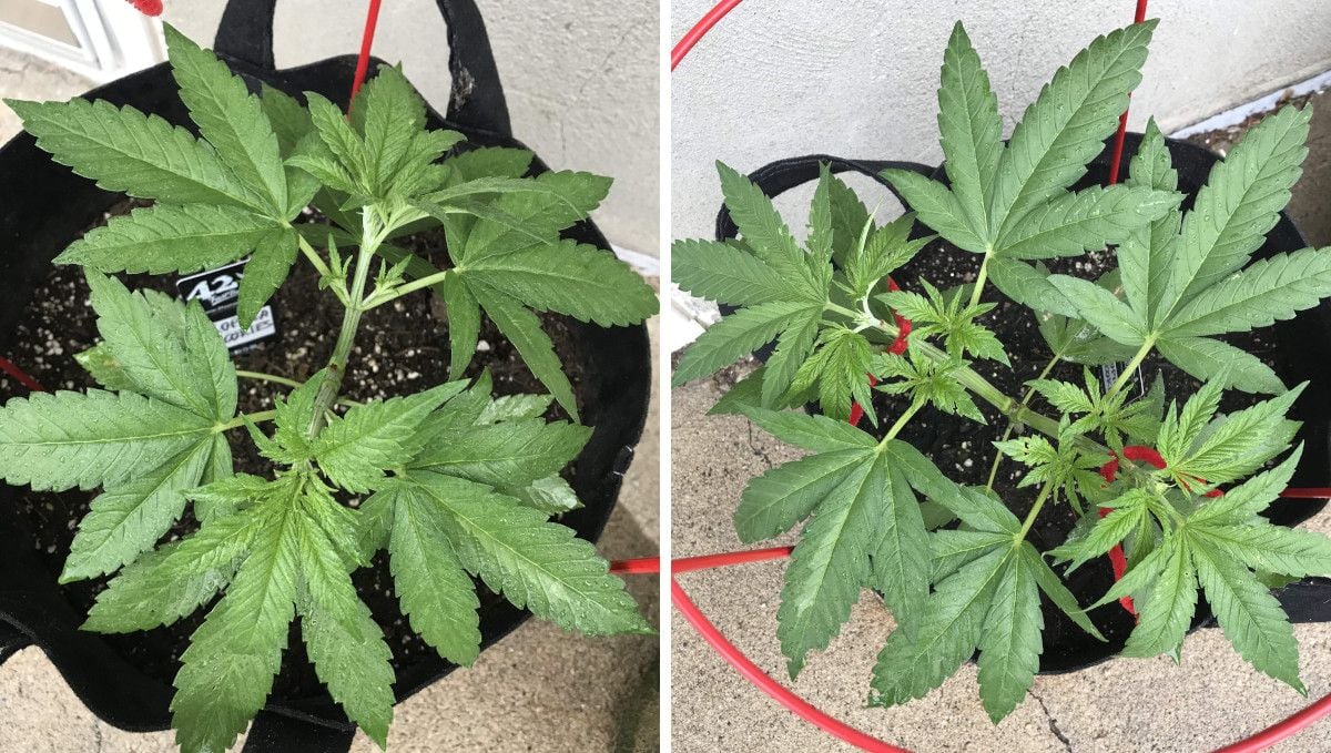 Gorilla Cookies FF cannabis strain: mid veg | a topped plant with lateral branches spread out and tied down