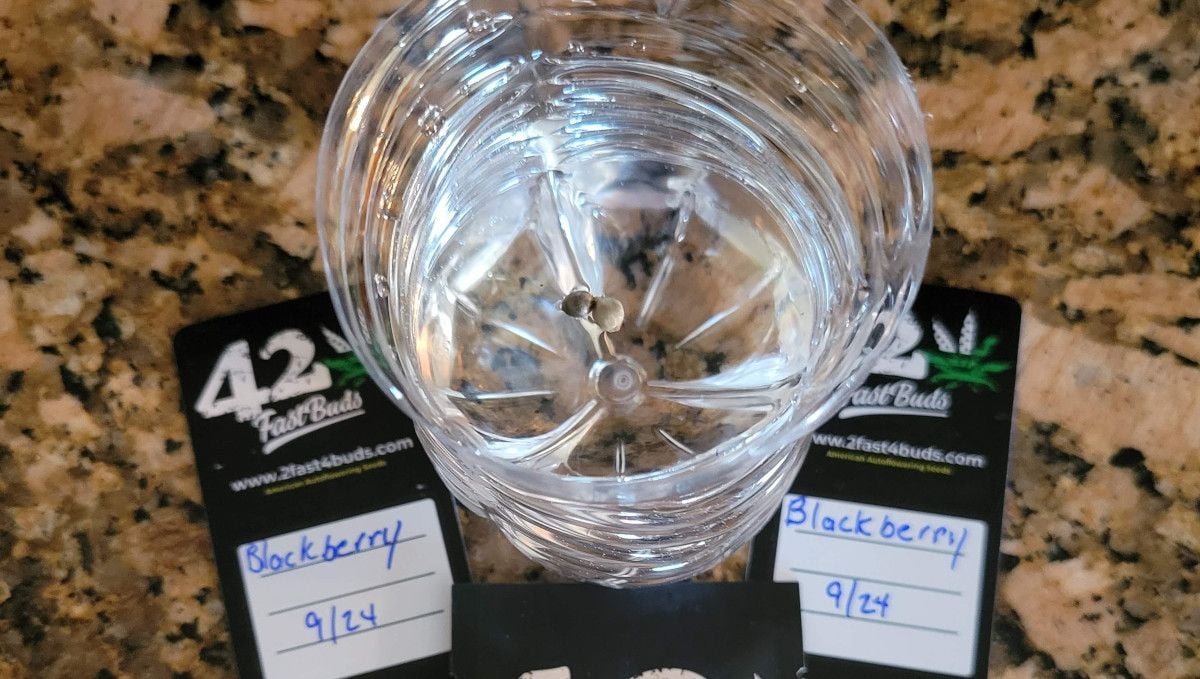 Blackberry Auto cannabis strain: germination and seedling stage | week 1 | two seeds floating in a glass Blackberry Auto cannabis strain: germination and seedling stage | week 1 | two seeds floating in a glass