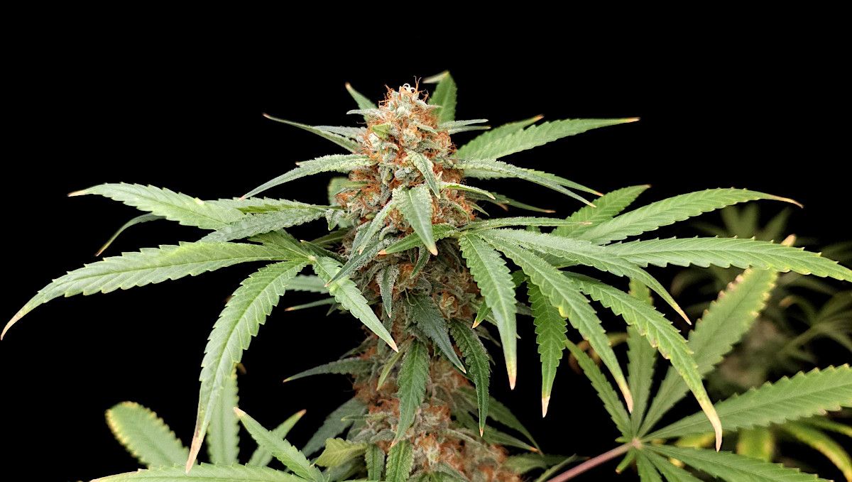 Wedding Cheesecake FF cannabis strain: ripening and harvest | weeks 12 | a top cola covered all over in brown hairs Wedding Cheesecake FF cannabis strain: ripening and harvest | weeks 12 | a top cola covered all over in brown hairs
