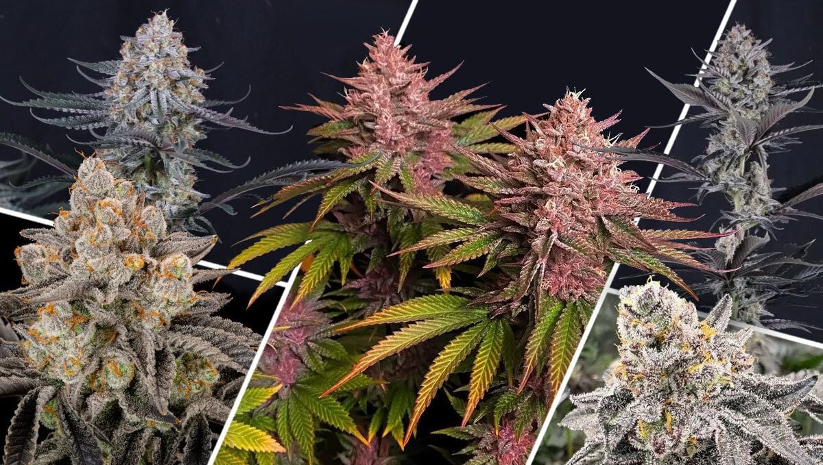 What Makes an Outdoor Strain Great? What Makes an Outdoor Strain Great?