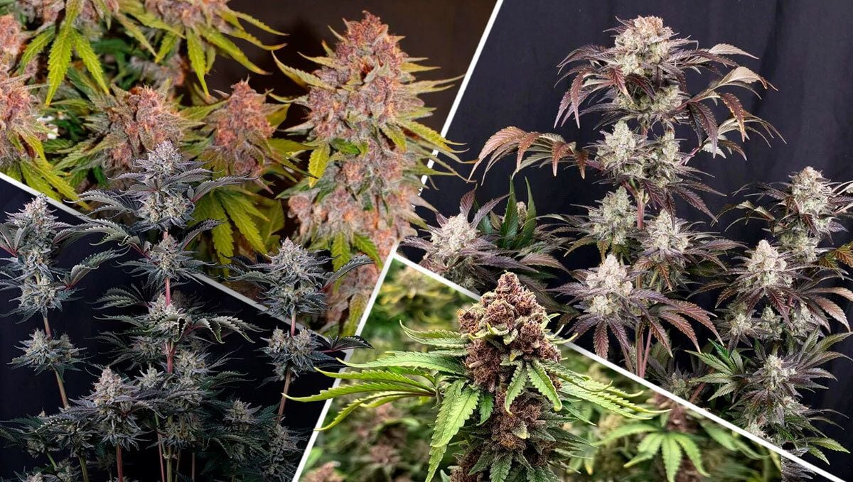 best indica strains