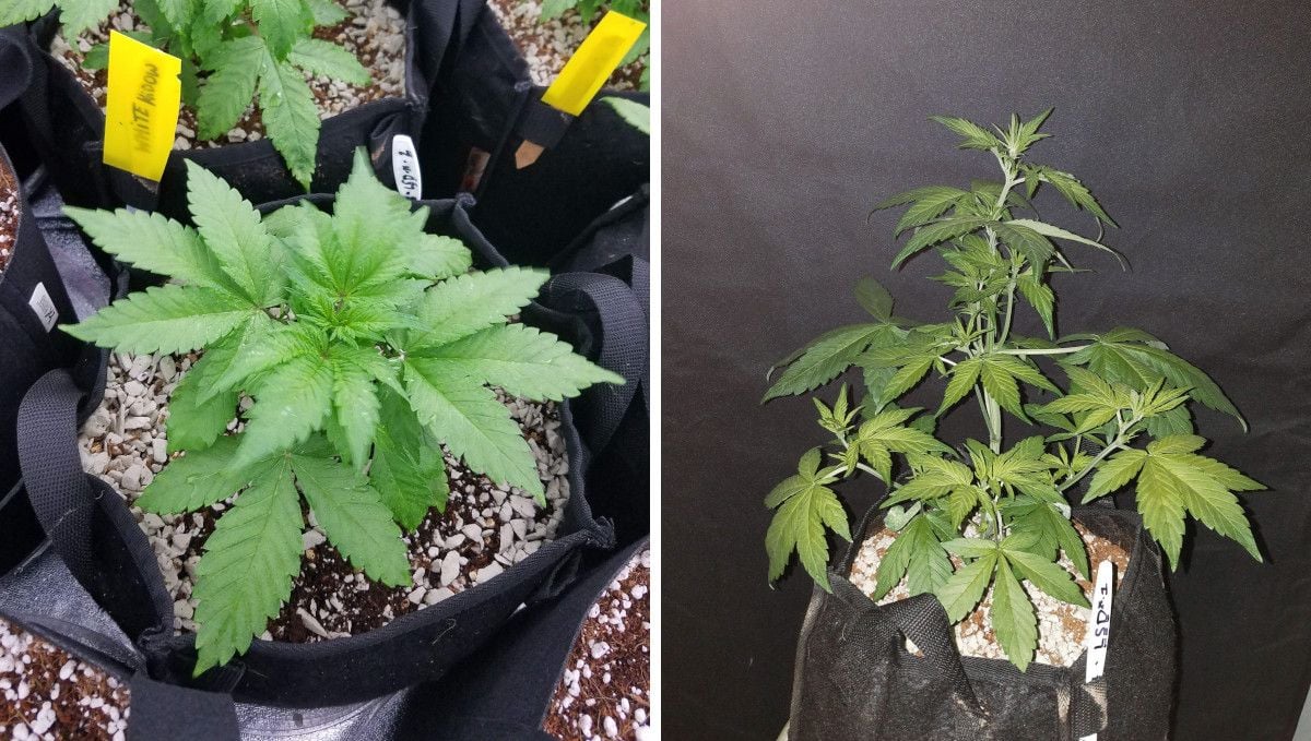 LSD-25 Auto cannabis strain: mid veg | weeks 3-4 | the explosive growth begins