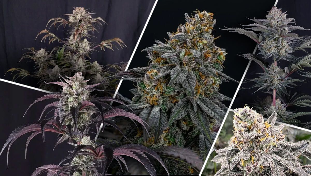 Wat Maakt Een Geweldige Hoog THC Strain?