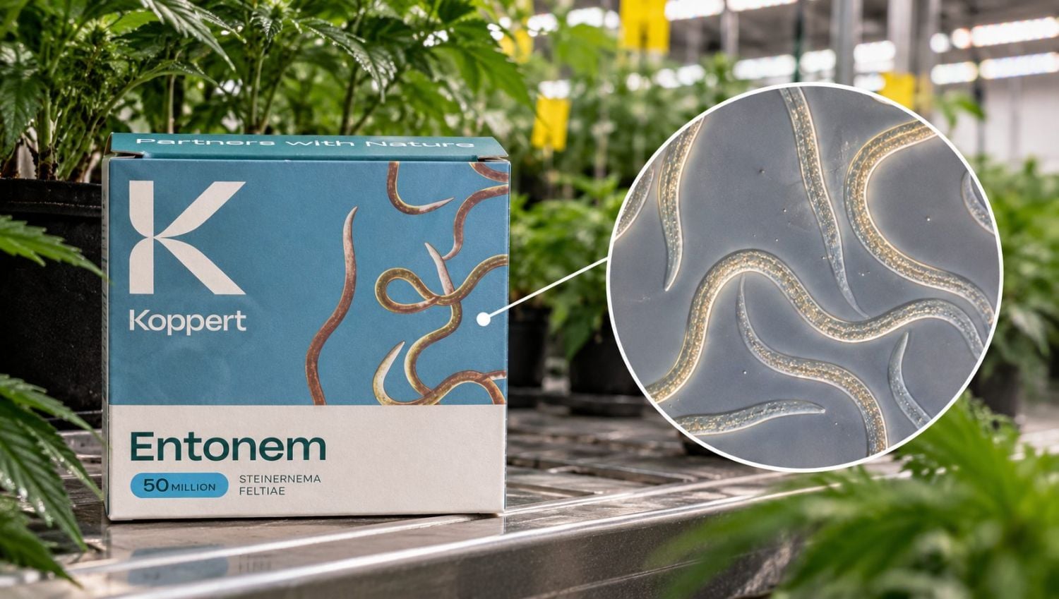 Nematodai 
