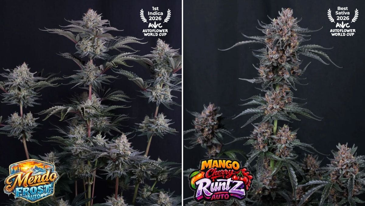 Mendo Frost Auto, Mango Cherry Runtz, Strawberry Gorilla Auto
