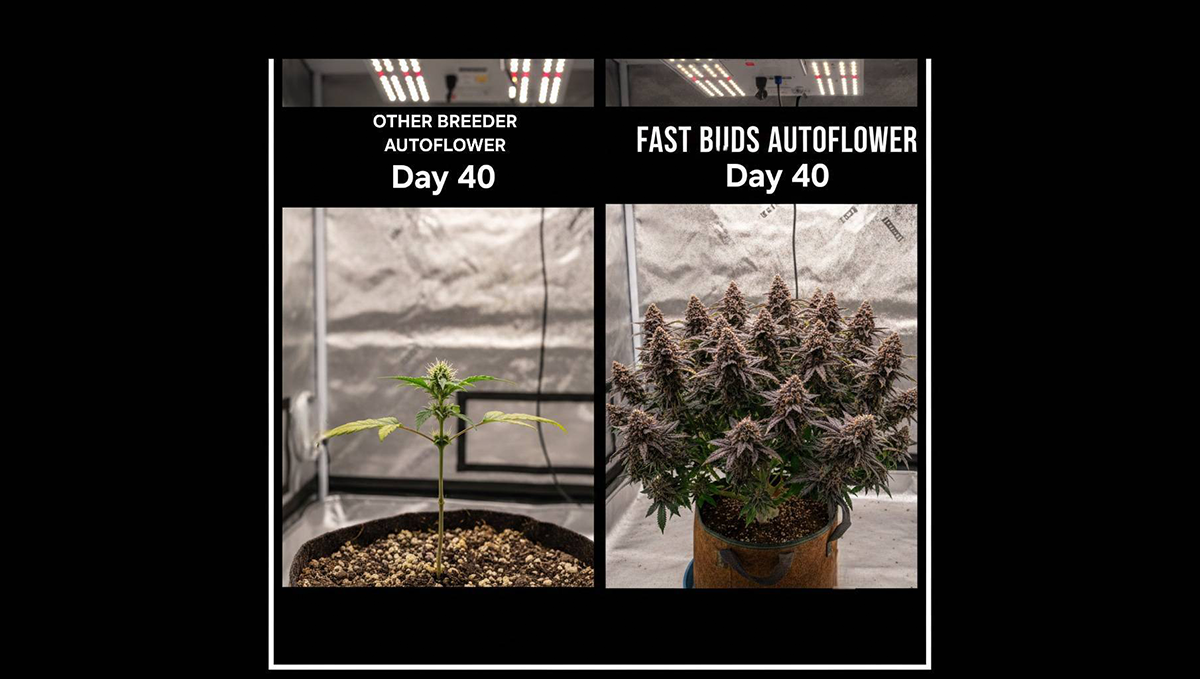 Yetiştiriciler için trafik tabelalarına uymak hakkında esprili bir meme.