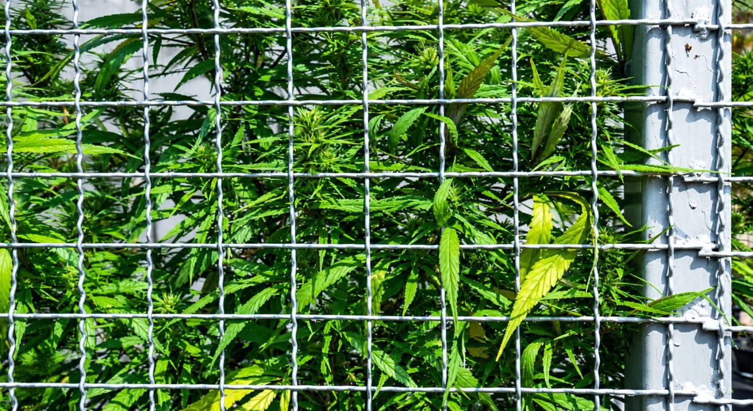Protect Cannabis Outdoors: cannabis outdoors