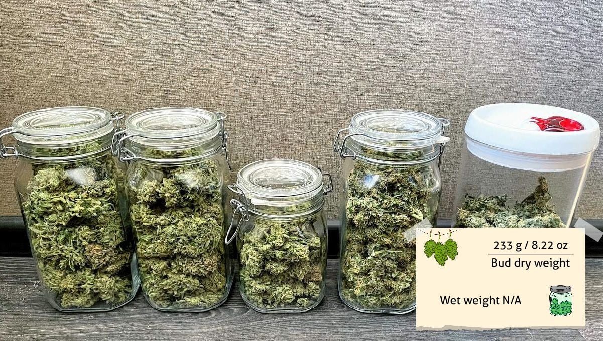 Gorilla Auto Cannabis Strain Week-by-Week Guide: Five mason jars with marijuana buds