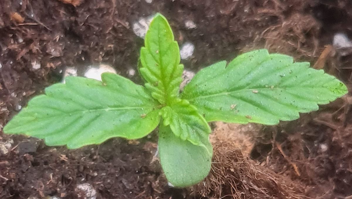 Frosted Guava Auto cannabis strain: germination and seedling stage | week 1 | at around 7 days