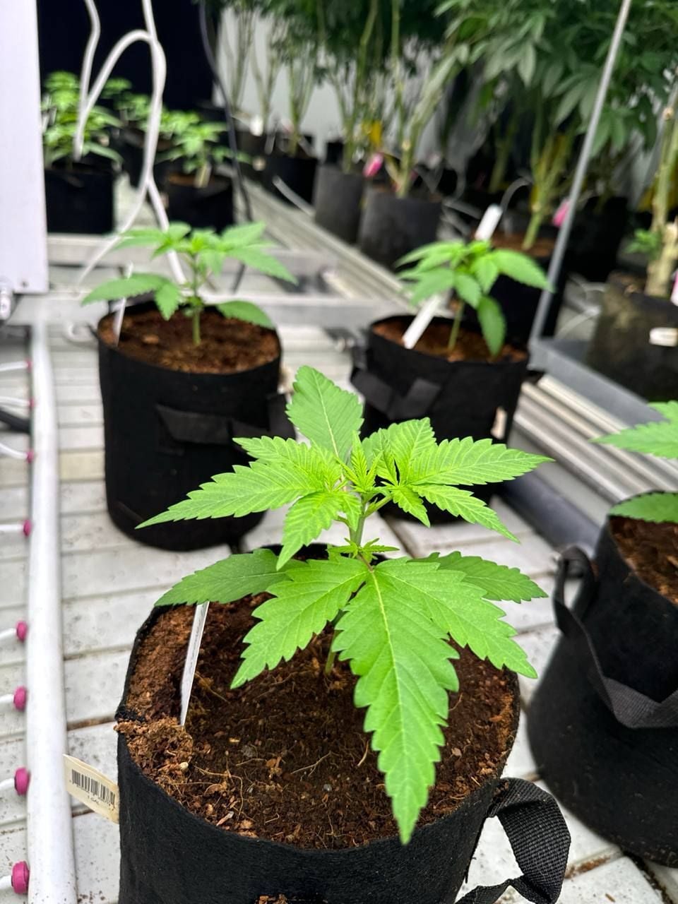Cherry Cola Auto RF3