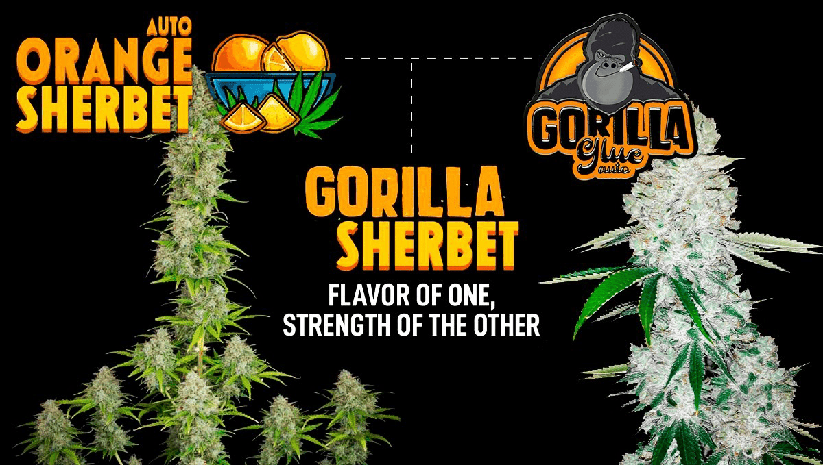 Fast Buds launches new Fast Flowering line: