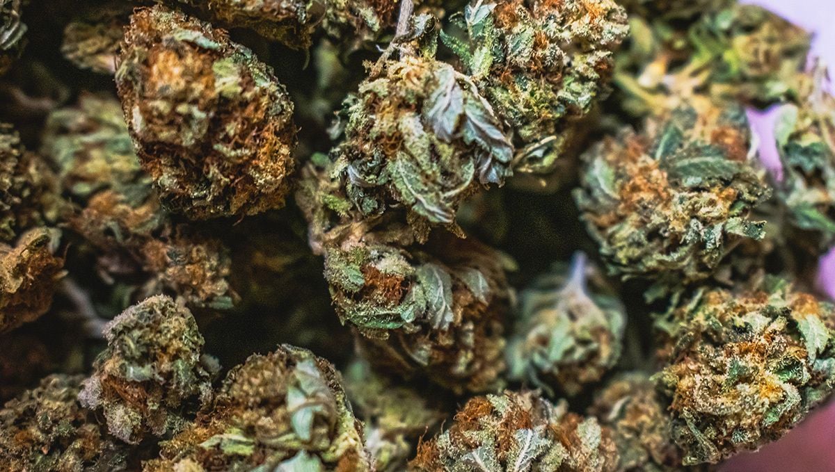 How to enhance the flavors of cannabis? | Fast Buds