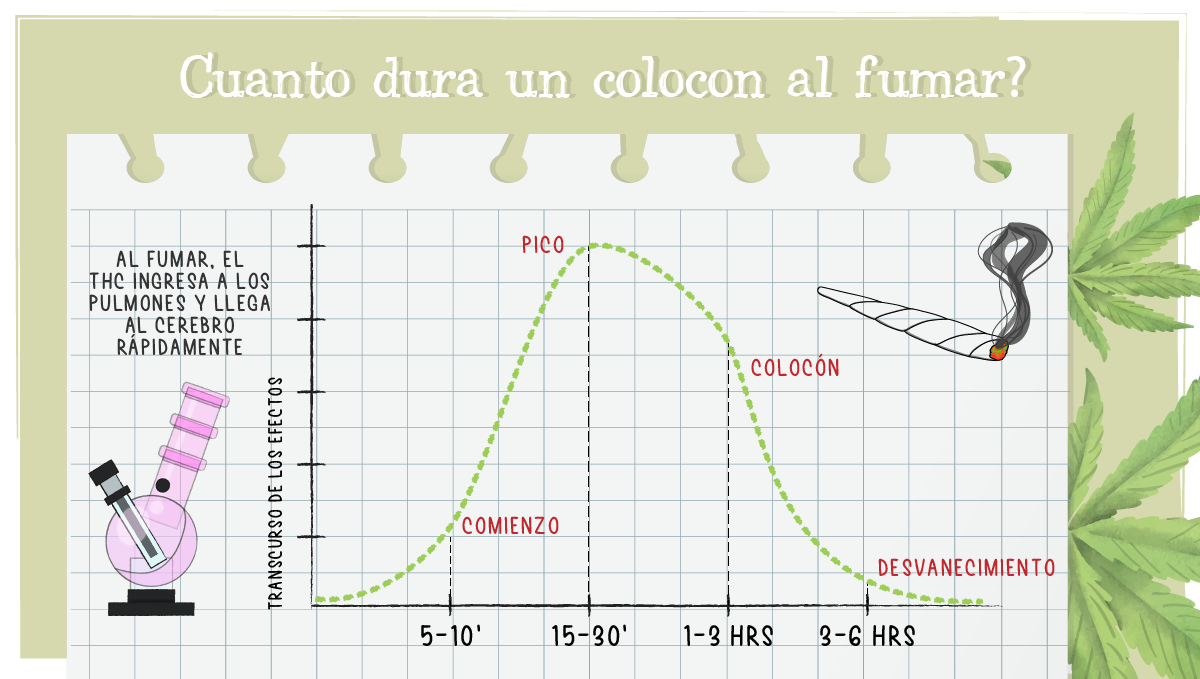 Cuánto dura un colocón de cannabis?: fuma marihuana. Cuánto dura un colocón de cannabis?: fuma marihuana.