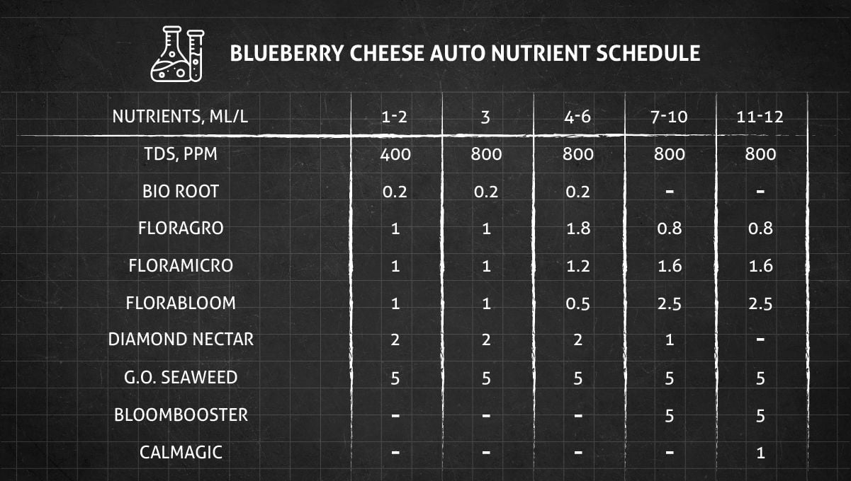 Blueberry Cheese Auto cannabis strain: feeding chart for the vegetative and flowering stages