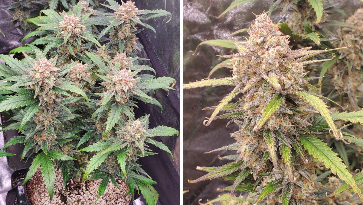 Super Lemon Haze Auto cannabis strain: mid flower (bulk phase) | weeks 8-9 | a small indoor marijuana plant nearing maturity and a close shot of one of its frosty colas